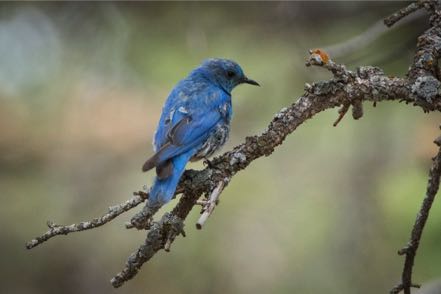 Male Mountain Bluebird