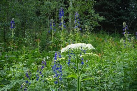 Owl Creek Pass Wildflowers