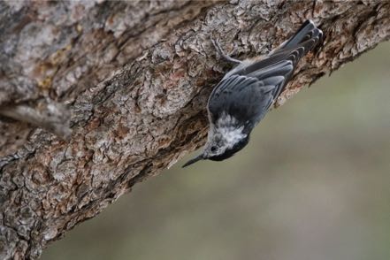 White Breasted Nuthatch