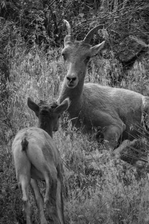 Big Horn Mom and Baby