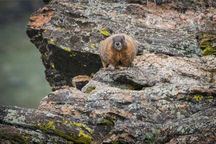 RMNP Marmot