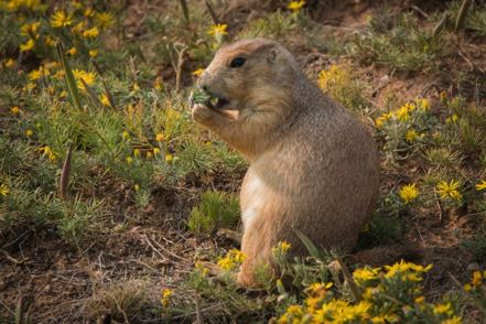 Munching Prairie Dog