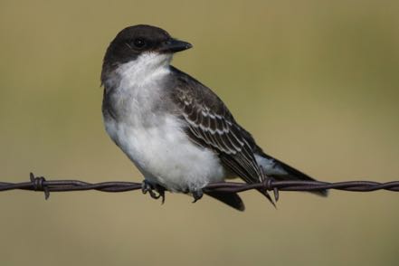 Western King Bird