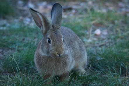 Campground Bunny