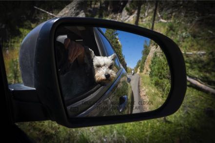 Mitzy in the Mirror