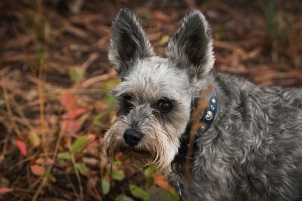 Mitzy in the Woods