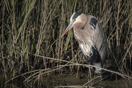 Big Blue in Swamp