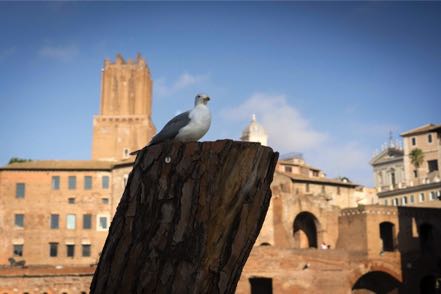 Pigeons in Ruins