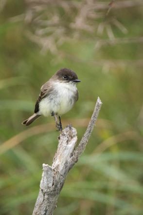 Eastern Phoebe