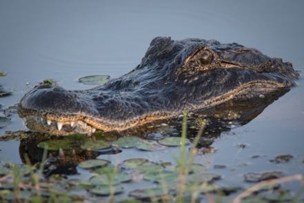 Gator