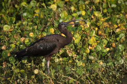 Glossy Ibis