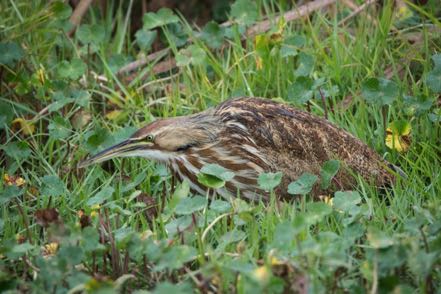 Least Bittern