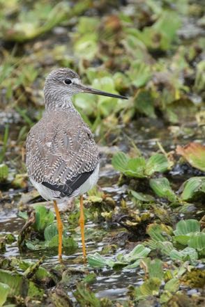 Lesser Yellow Legs