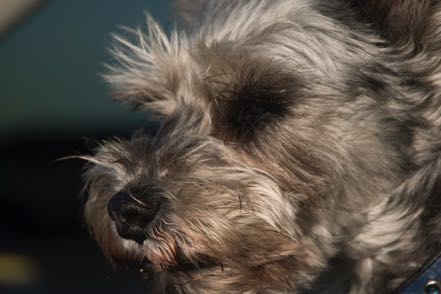 Mitzy Close-Up