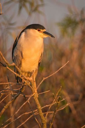 Night Heron II