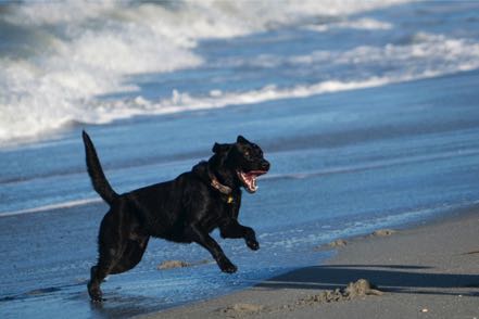 Rowdy Lab