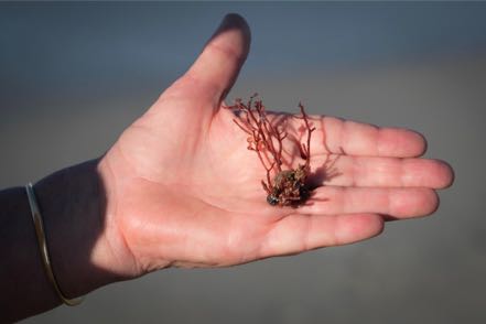 Sea Jewels