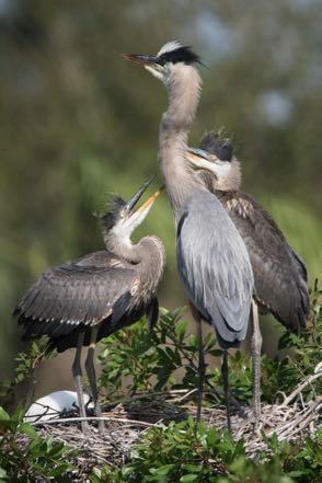 Feeding Time