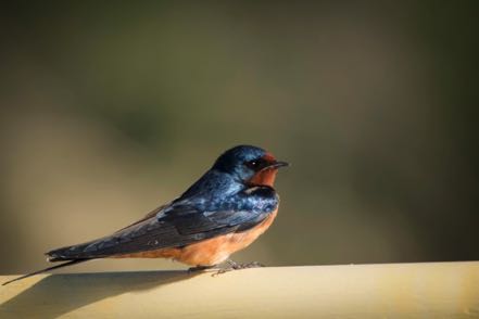 Barn Swallow