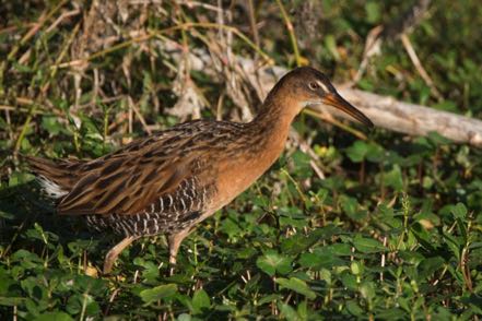 King Rail