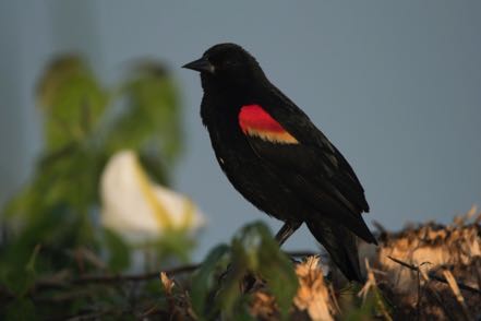 Red-Winged Black Bird