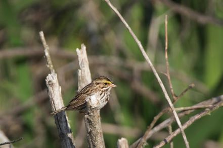 Savannah Sparrow