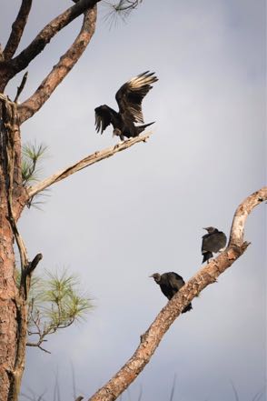 Vultures