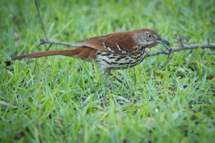 Brown Thrasher