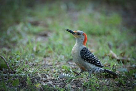 Red Bellied Woodpecker