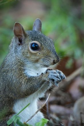 Squirrel Close Up