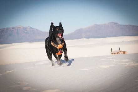 Jack at White Sands II