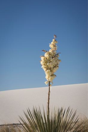 Yucca II