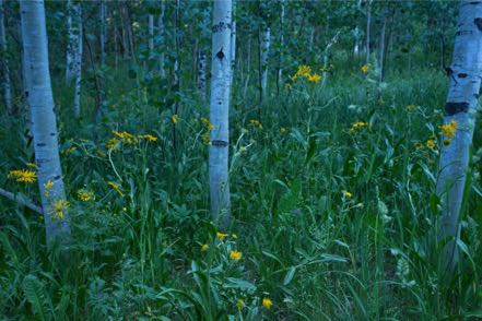 Priest Gulch Trail