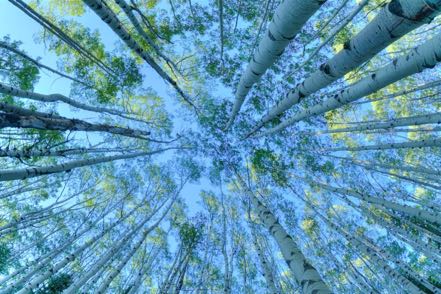 Towering Aspen