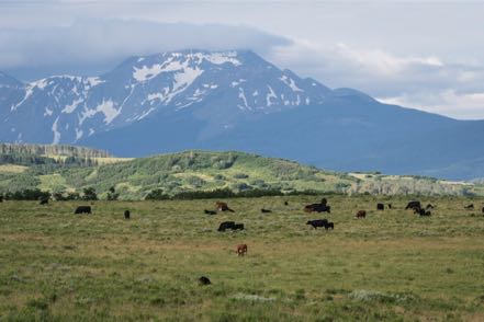 Cows and Mountain