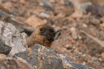 Yellow-Bellied Marmot