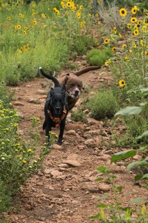 Jack and Gunner