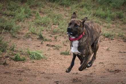 Running Brindle