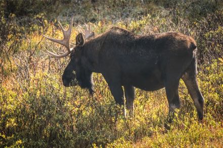 Massive Moose