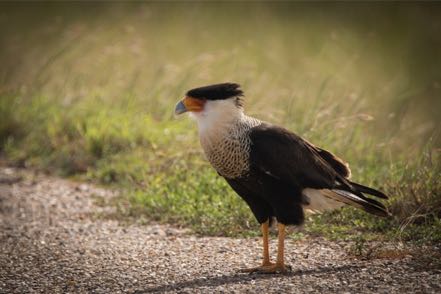 Caracara 2