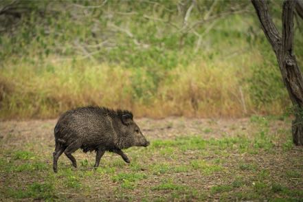 Javelina