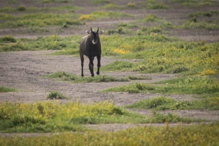 Male Nilgai