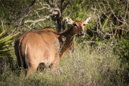 Nilgai Cow