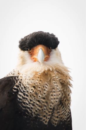 Caracara Close-Up