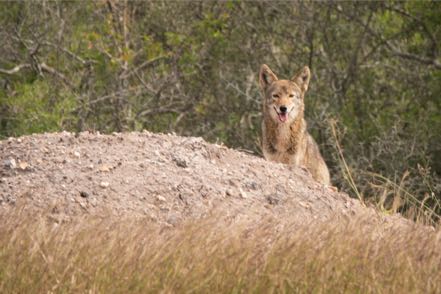 Coyote