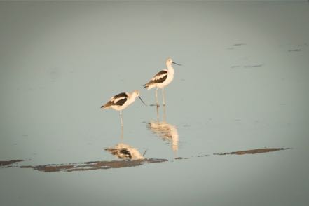 American Avocet