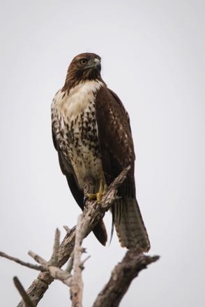 Red-Tailed Hawk