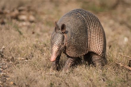 Armadillo