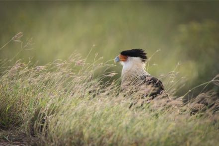 Caracara 3