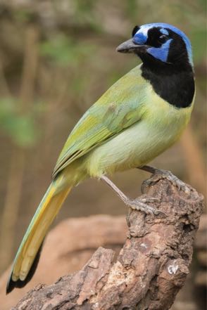 Green Jay